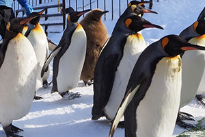 Penguin walk