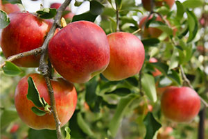 Apple picking in Nagano