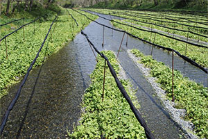 Wasabi Farm in Nagano