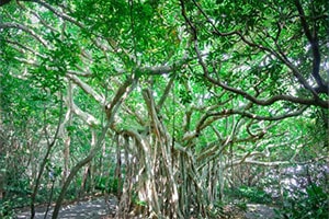 Gajumaru Tree