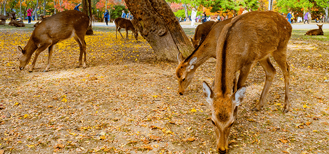 Kyoto and Nara Golden Route 1 Day Bus Tour from Kyoto