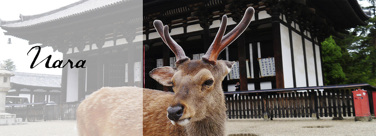 Todaiji Temple, Kasuga Shrine and the Deer Park