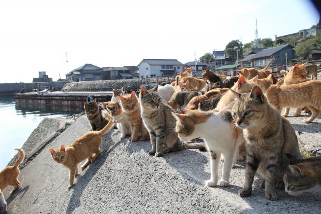 Cat Island Aoshima