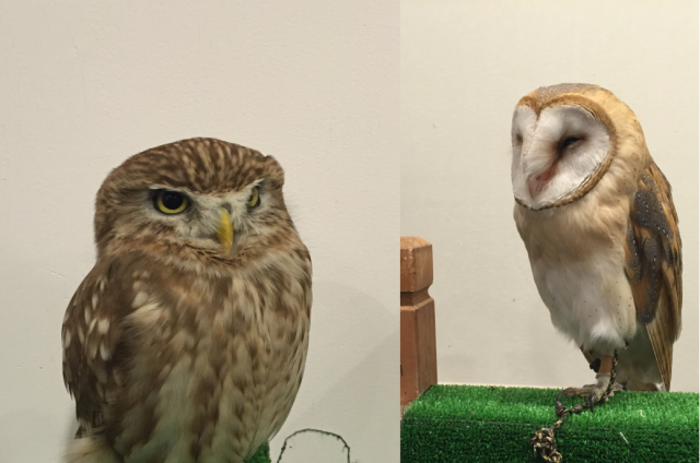 <small>Visiting an Owl Cafe in Tokyo</small>