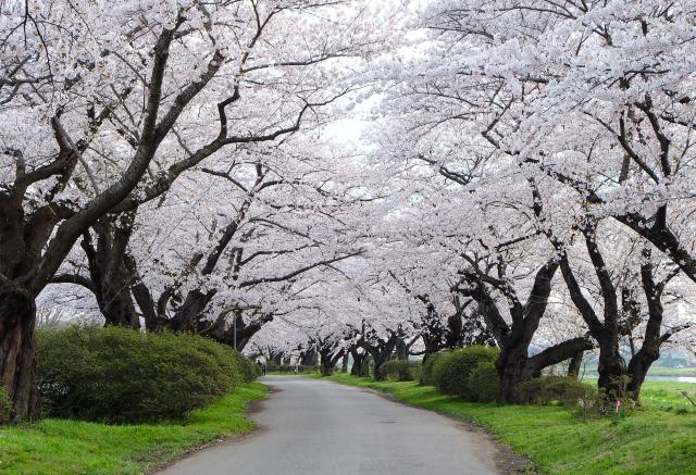 Kitakami Cherry Blossoms