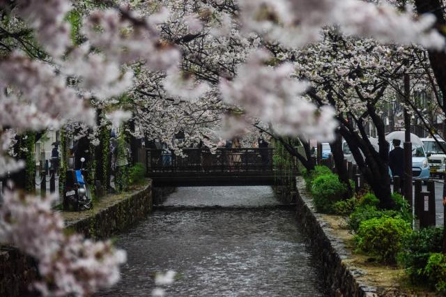 <small>Top 5 Cherry Blossom sites of Tokyo and Kyoto</small>