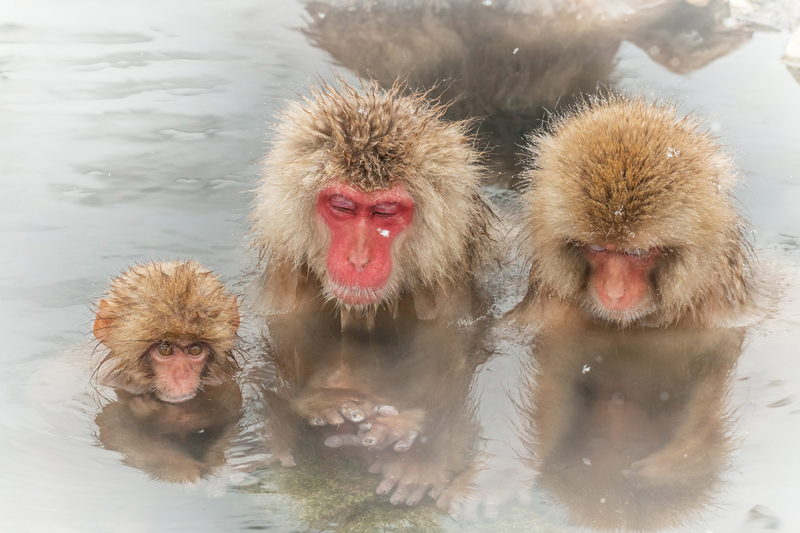 Monkey in soak