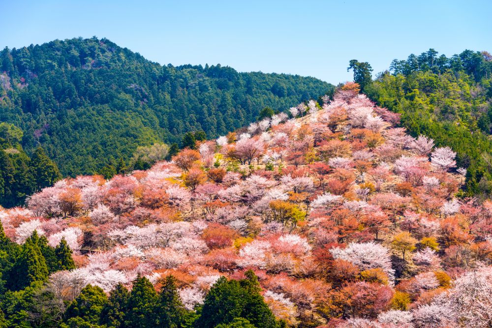 Discover Mount Yoshino and its thousands of cherry trees, Japon