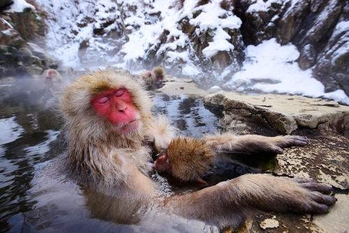 Snow Monkeys bathing in the onsen