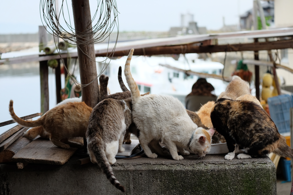 Nekojima The Cat Islands of Japan