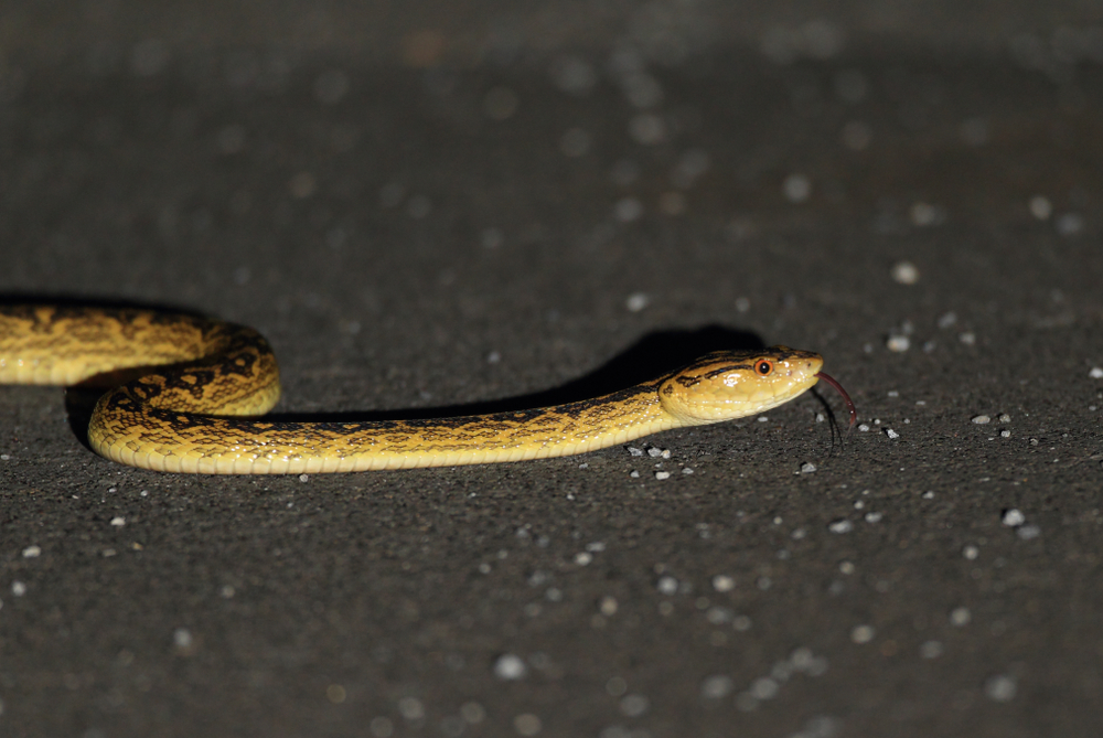 Habu snakes can be found all over Okinawa