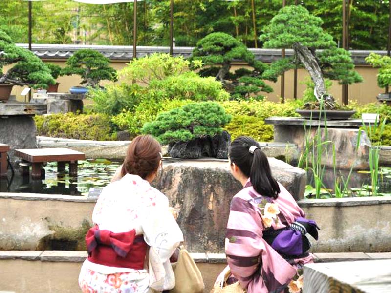 Immerse yourself in the serene garden full of Bonsai