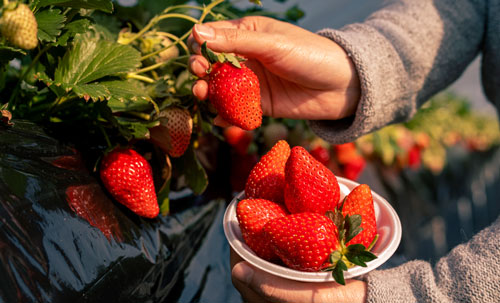 Strawberries in Tochigi