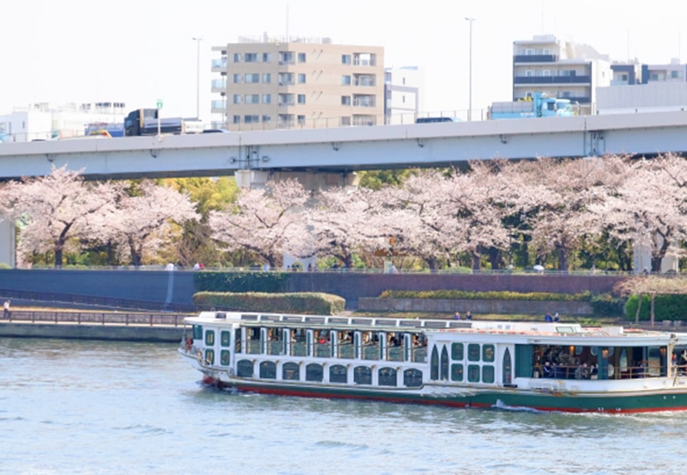 Cherry Blossoms on Scenic Cruise in Japan