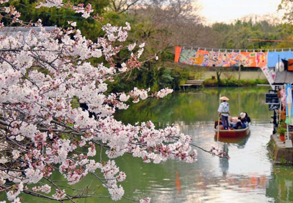 Cherry Blossoms on Scenic Cruise in Japan