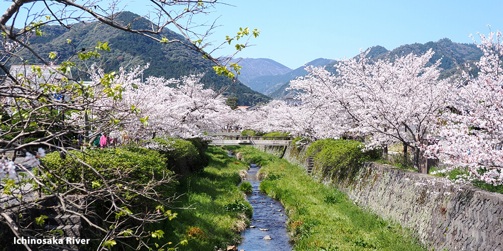 Cherry Blossom viewing spots in Yamaguchi - Ichinosaka River