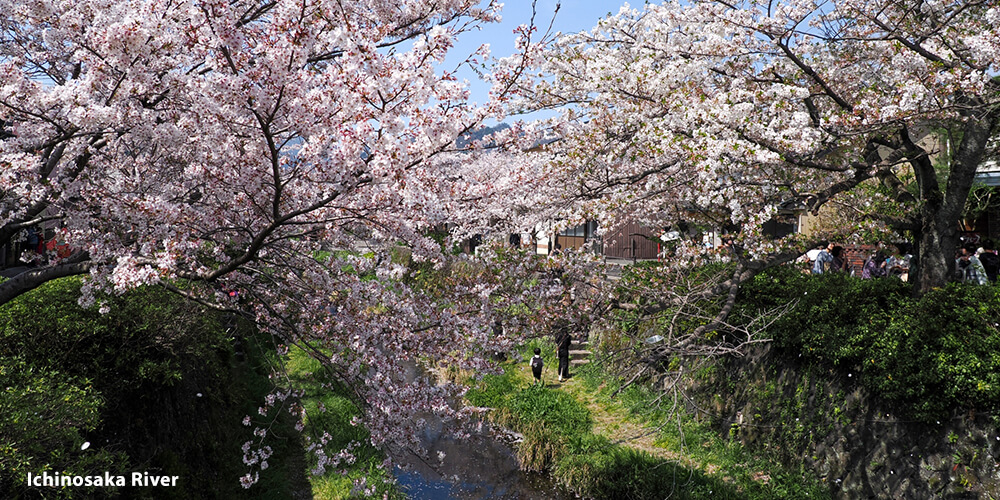 Cherry Blossom viewing spots in Yamaguchi - Ichinosaka River