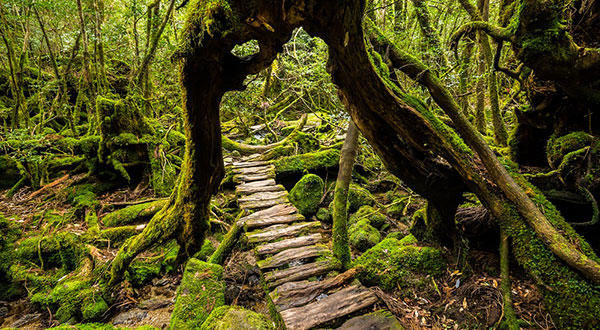 Yakushima - Japan’s Most Spectacular Views