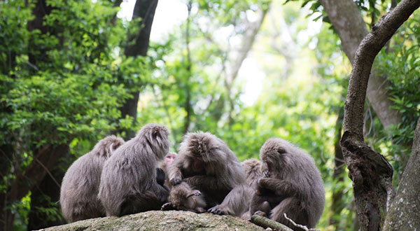 Yakushima - Japan’s Most Spectacular Views