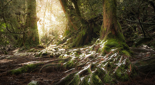 Yakushima - Japan’s Most Spectacular Views