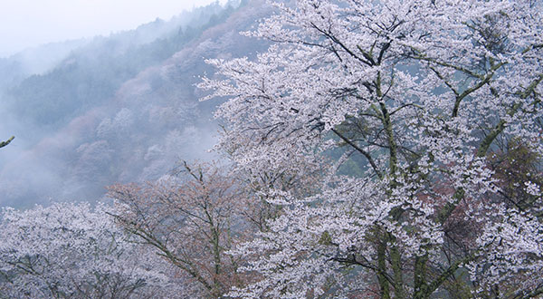 Goryokaku - Japan’s Most Spectacular Views