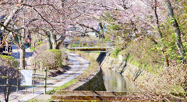 The Philosopher's Path (Kyoto) - Japan's Most Spectacular Views in