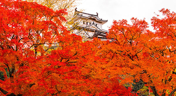 Himeji Castle - Japan’s Most Spectacular Views in Autumn | hisgo.com