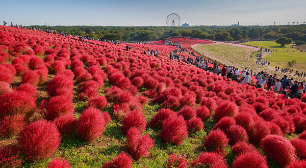 Hitachi Seaside Park - Japan’s Most Spectacular Views