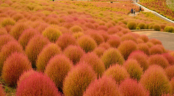 Hitachi Seaside Park - Japan’s Most Spectacular Views