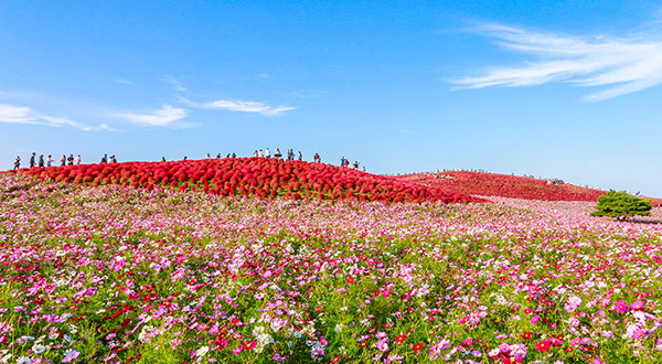 Hitachi Seaside Park - Japan’s Most Spectacular Views