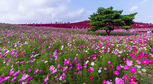 Hitachi Seaside Park - Japan’s Most Spectacular Views