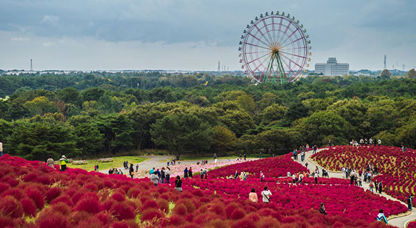 Hitachi Seaside Park - Japan’s Most Spectacular Views