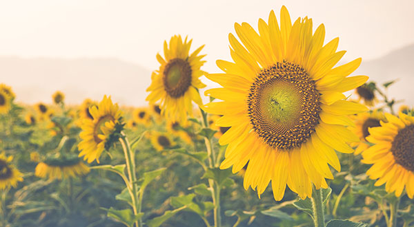 Akeno Sunflower Field - Japan’s Most Spectacular Views