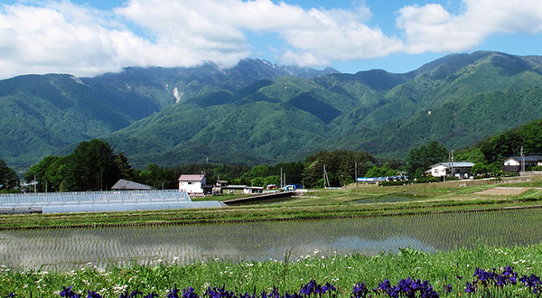 Akeno Sunflower Field - Japan’s Most Spectacular Views