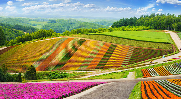 Nakafurano - Japan’s Most Spectacular Views in Summer | hisgo.com