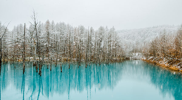 Hokkaido Biei Blue Pond - Japan’s Most Spectacular Views