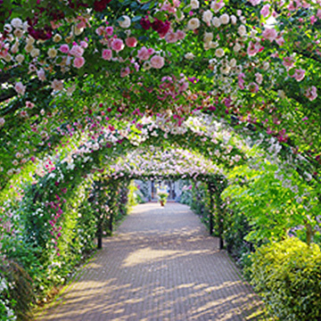 The Rose Tunnel at the Yokohama English Garden