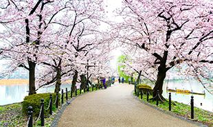 Top 5 Sakura Viewing Spots