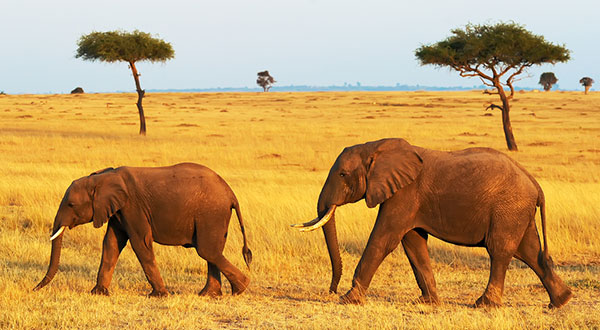 ケニア・ヌーの大移動 - 世界の絶景特集