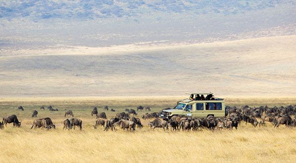 ケニア・ヌーの大移動 - 世界の絶景特集